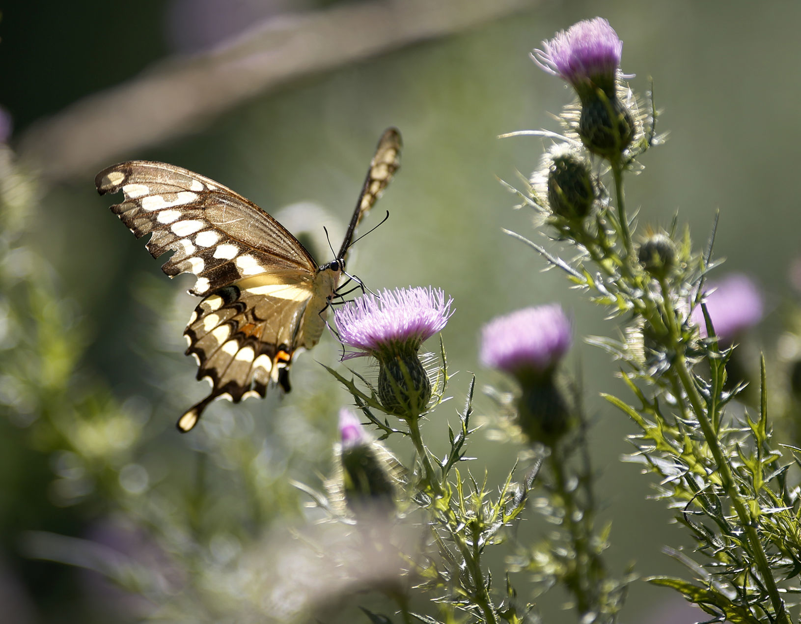 WHEN LIFE GIVES YOU THISTLES ...